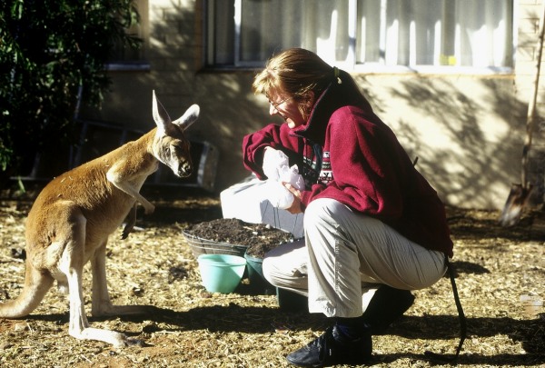 strange encounter: Elvira and a tame kangaroo.